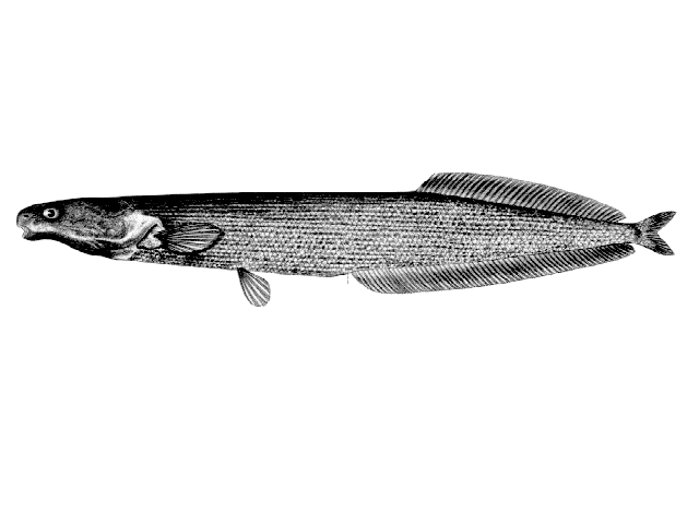 (Mormyrops) Род МОРМИРОПСЫ 19 видов